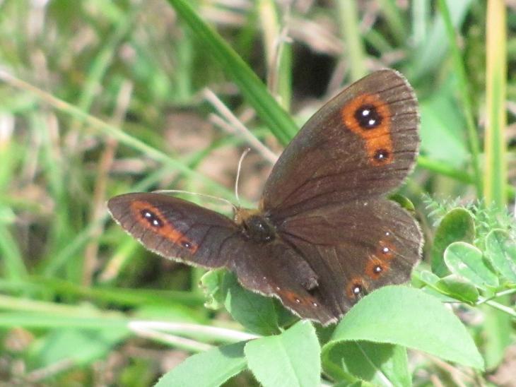 Erebia da ID